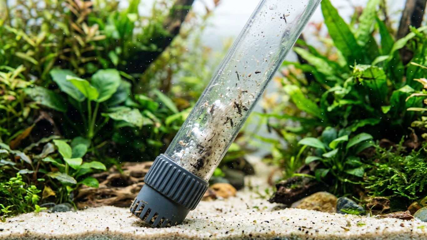 How to Clean a Fish Tank Without Crashing It