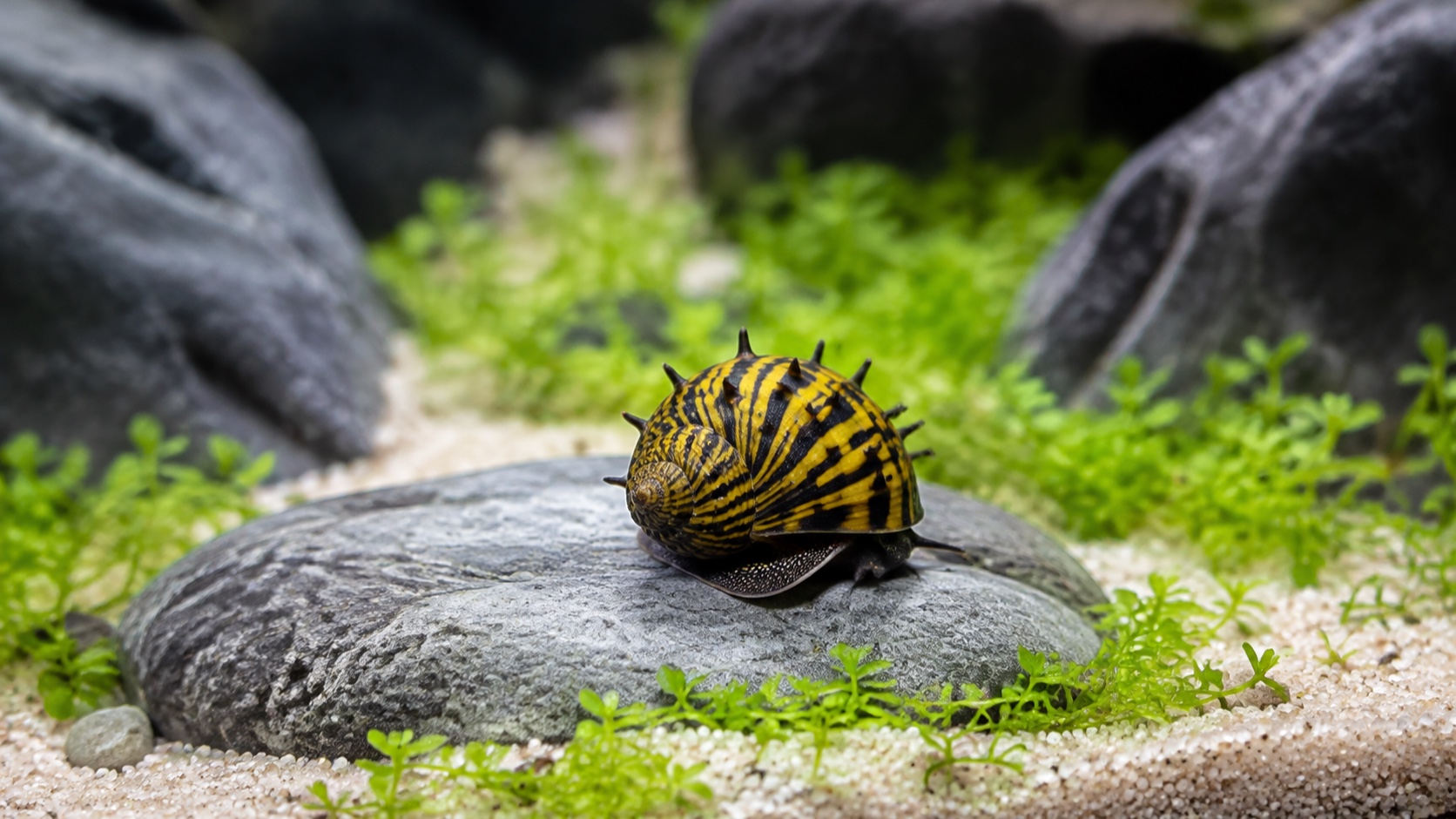 Horned Nerite Snail Care: Size, Algae, Eggs, Tank Mates