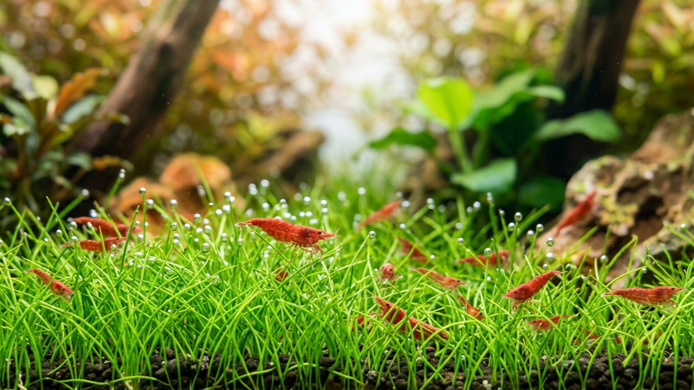 7 Best Aquarium Carpet Plants for Lush, Low-Maintenance Growth