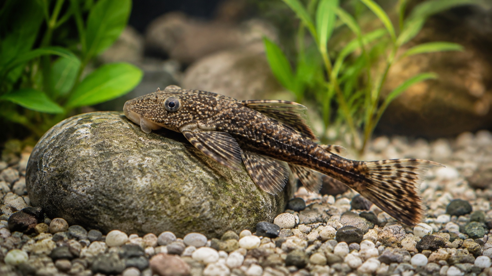 Rubber Lip Plecostomus Care: Size, Tank, Algae Diet