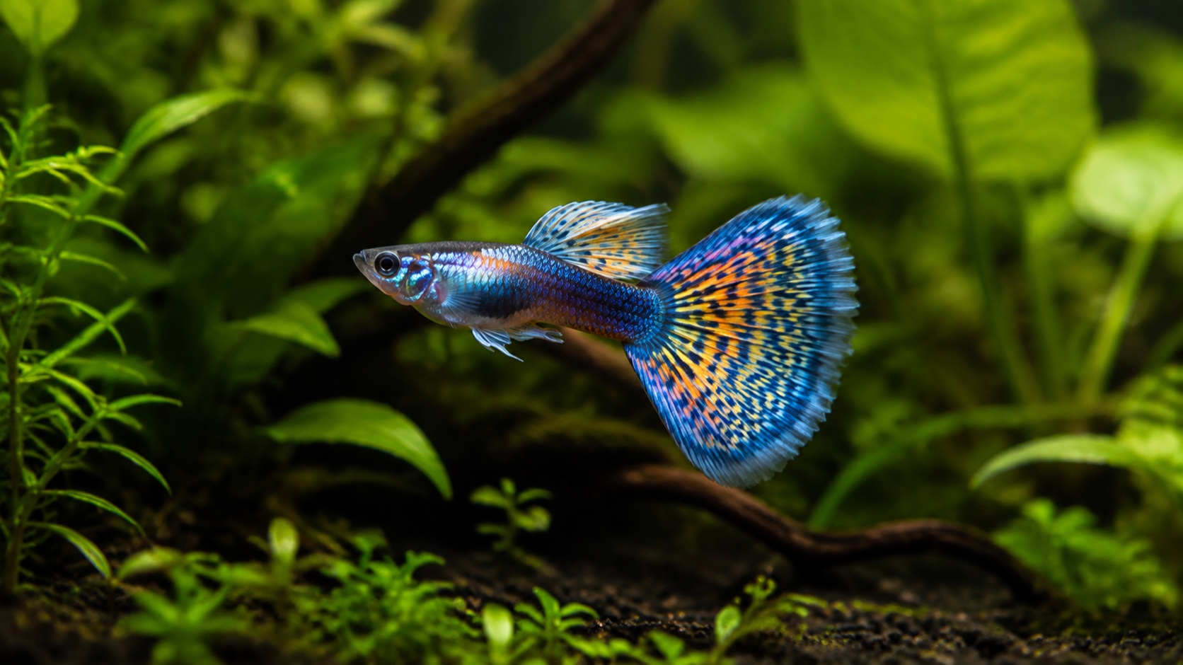 Guppy Care Guide: Tank Setup, Water, Feeding, Breeding