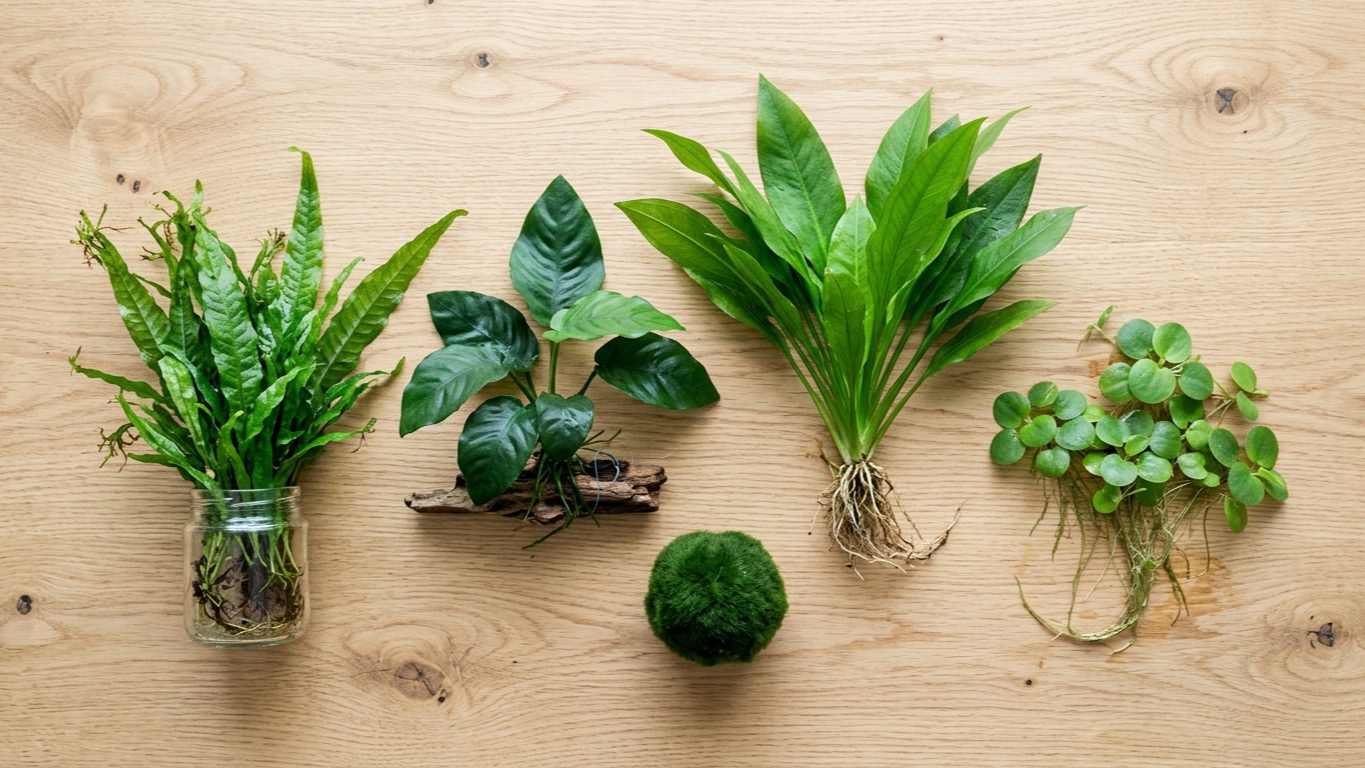 7 Best Live Plants for Betta Fish: Low-Light, Fin-Safe Picks